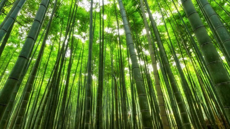 竹とは自然の恵みと驚きの力を持つイネ科の植物