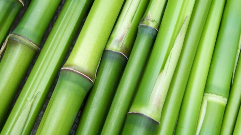 竹製品のデメリット:理解して上手に付き合えば、長く愛用できる