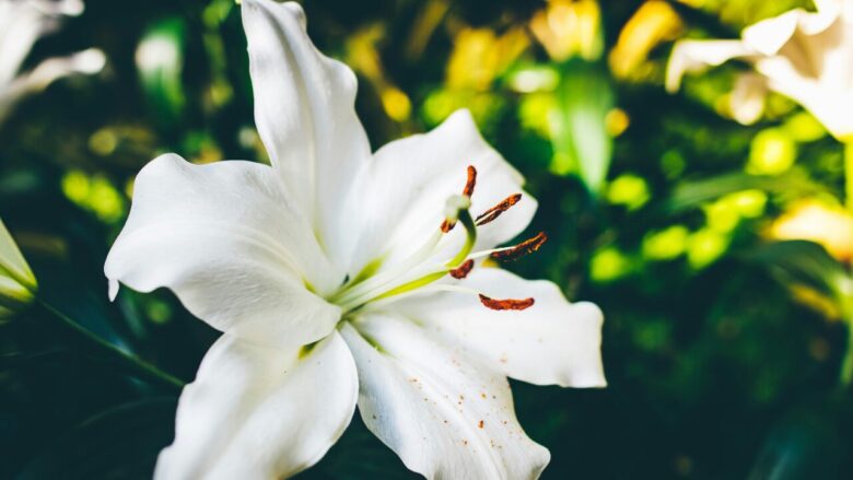 2. ユリ(Lily) 純粋、尊敬、調和、祝福
