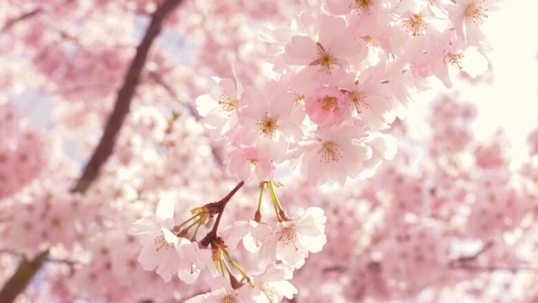 3. サクラ(Cherry Blossom) 儚さ、美しい思い出、新しい始まり