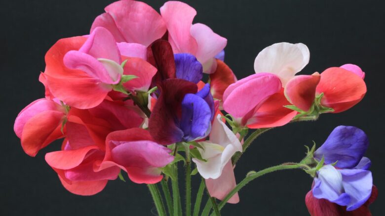 4. スイートピー(Sweet Pea) 純粋な愛、喜び、感謝