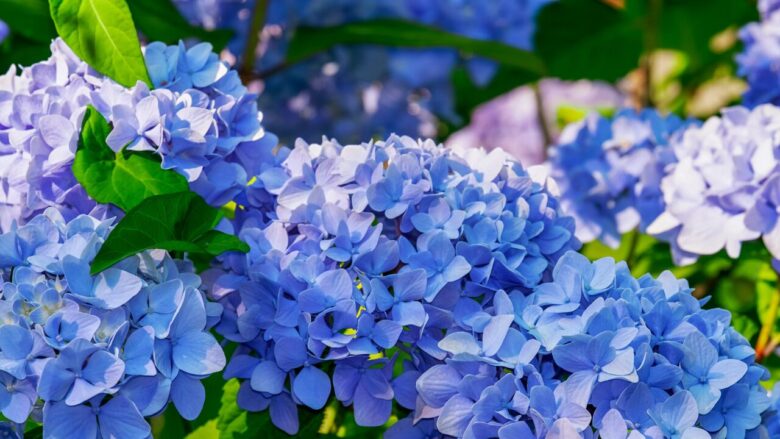6. アジサイ(Hydrangea) 感謝、誠実、優美