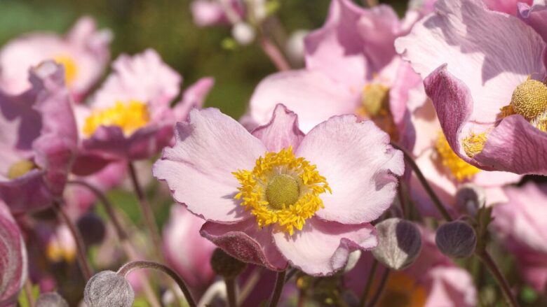 7. アネモネ(Anemone) 希望、信頼、愛情