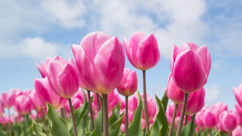 8. チューリップ(Tulip) 愛、希望、祝福