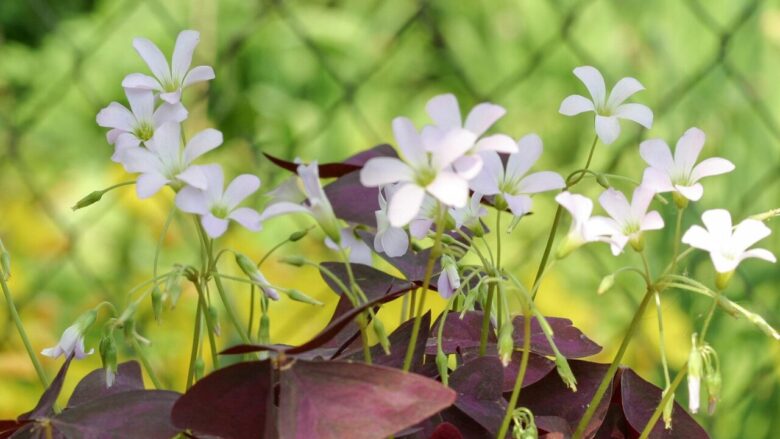 9. オキザリス(Oxalis) 幸福、希望、喜び