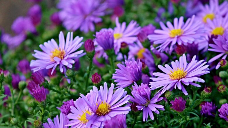 10. アスター(Aster) 愛情、希望、信頼