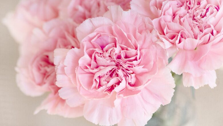 11. カーネーション(Carnation) 愛、母の愛、優美