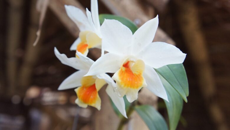 14. フリージア(Freesia) 温かさ、幸福、純愛