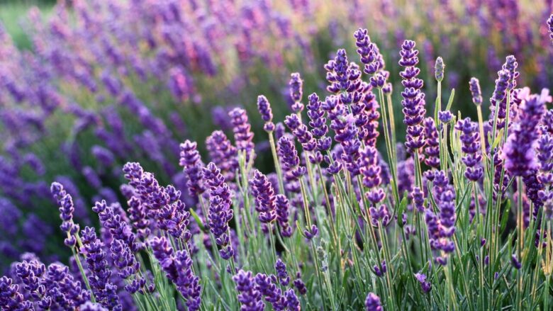 18. ラベンダー(Lavender) 平和、癒し、愛情