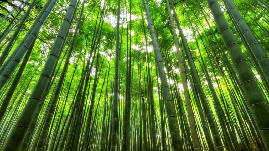 天然竹