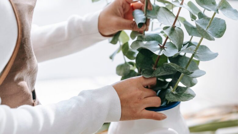 花を長持ちさせるためのやさしいお手入れ方法