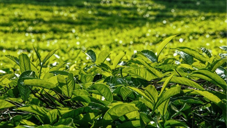 えぞ式すーすー茶が選ばれる理由